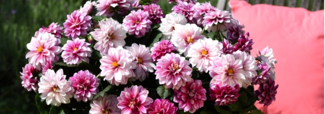 Dahlinova Banner Picture3.jpg
